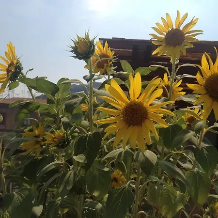 Frühstückspension Le Terrazze Di Neapolis