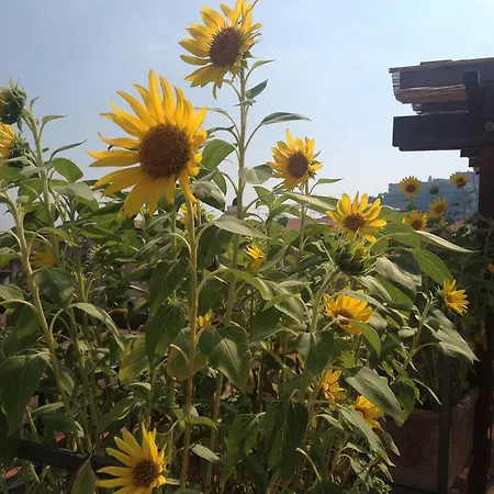 Le Terrazze Di Neapolis Frühstückspension